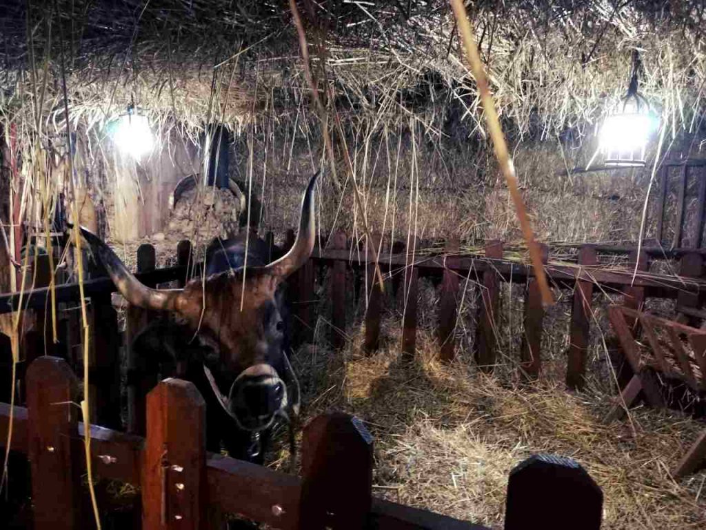 Boże Narodzenie w Portugalii - żywa szopka - krowa