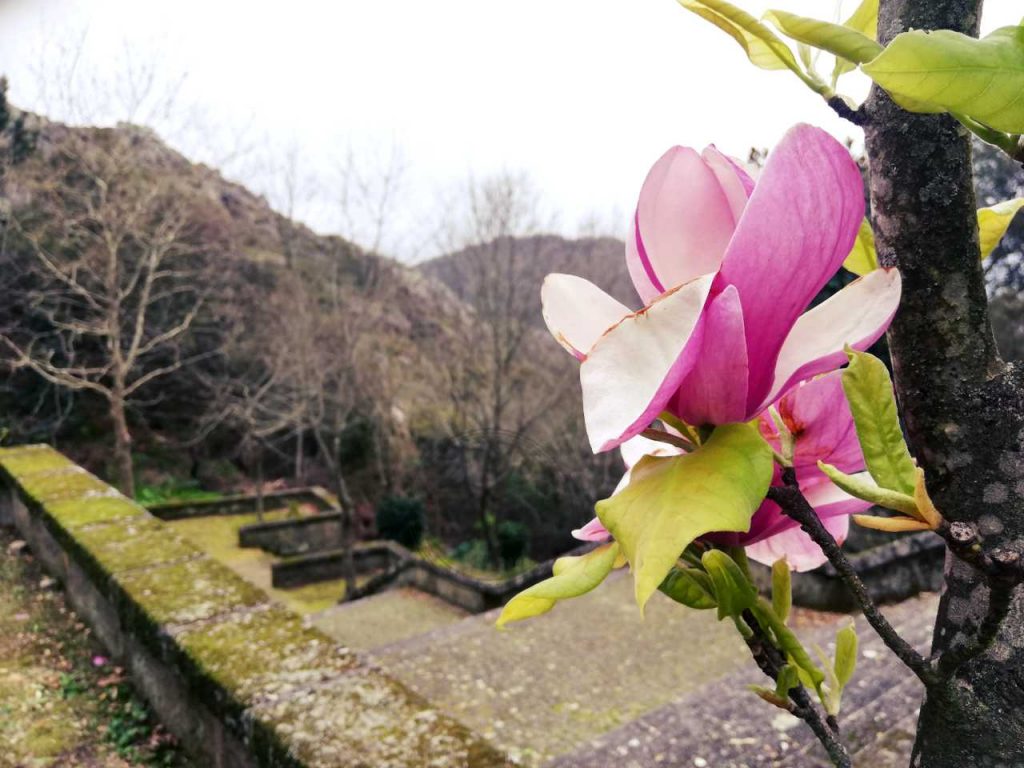 Sanktuarium w Esposende - magnolia