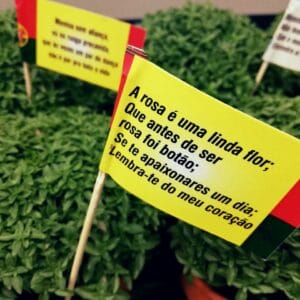 Festiwal św. Jana w Portugalii - bazylia