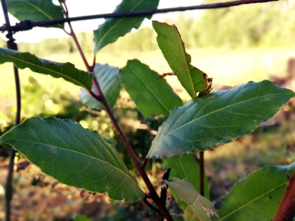 Wawrzyn - liście laurowe