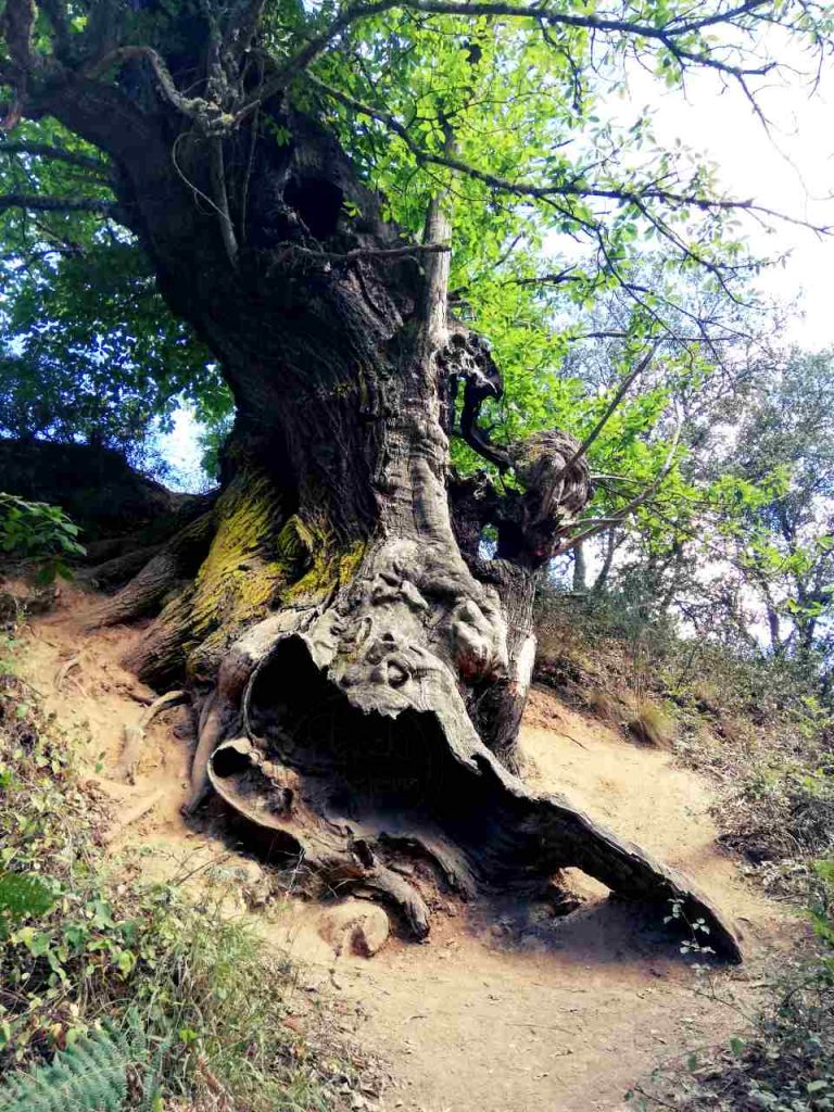 Las Médulas – drzewo - duży korzeń