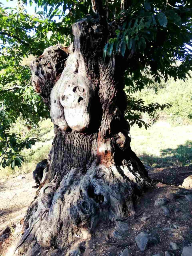 Las Médulas – drzewo o dziwnym kształcie
