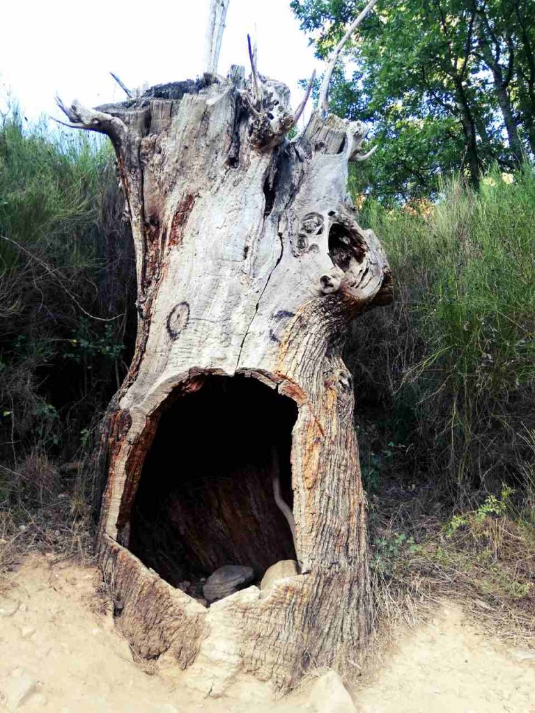 Las Médulas – drzewo z dziurą