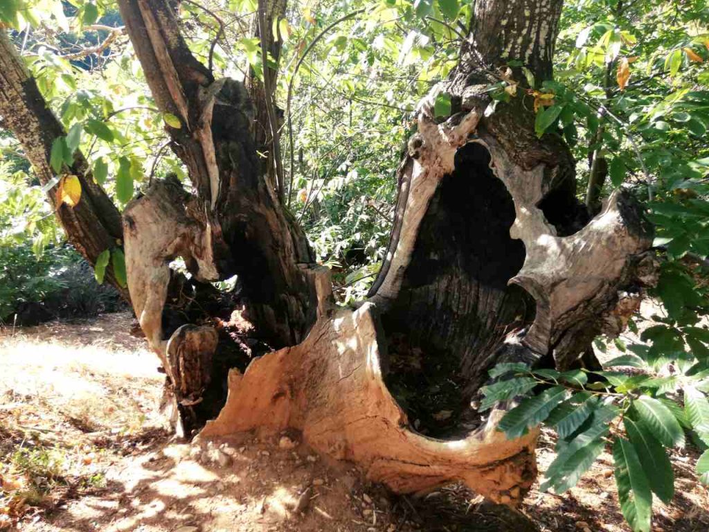 Las Médulas – pień starego drzewa