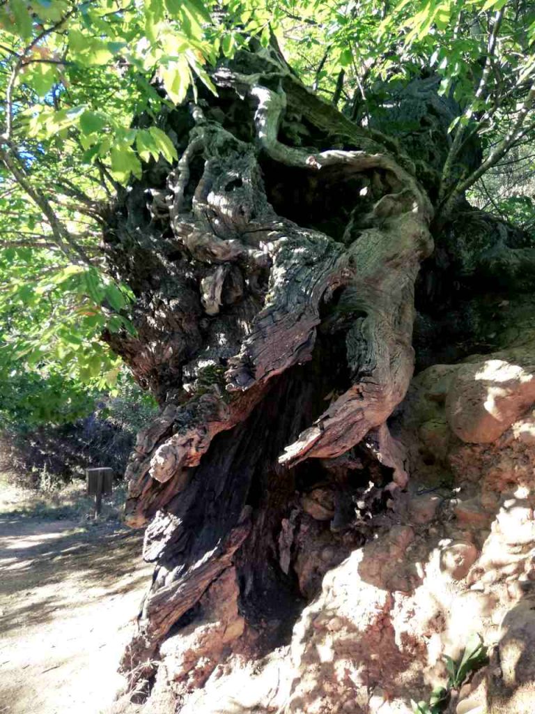 Las Médulas – wygięte drzewo