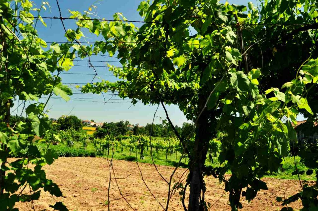 Zielone wino portugalskie - uprawa winogron