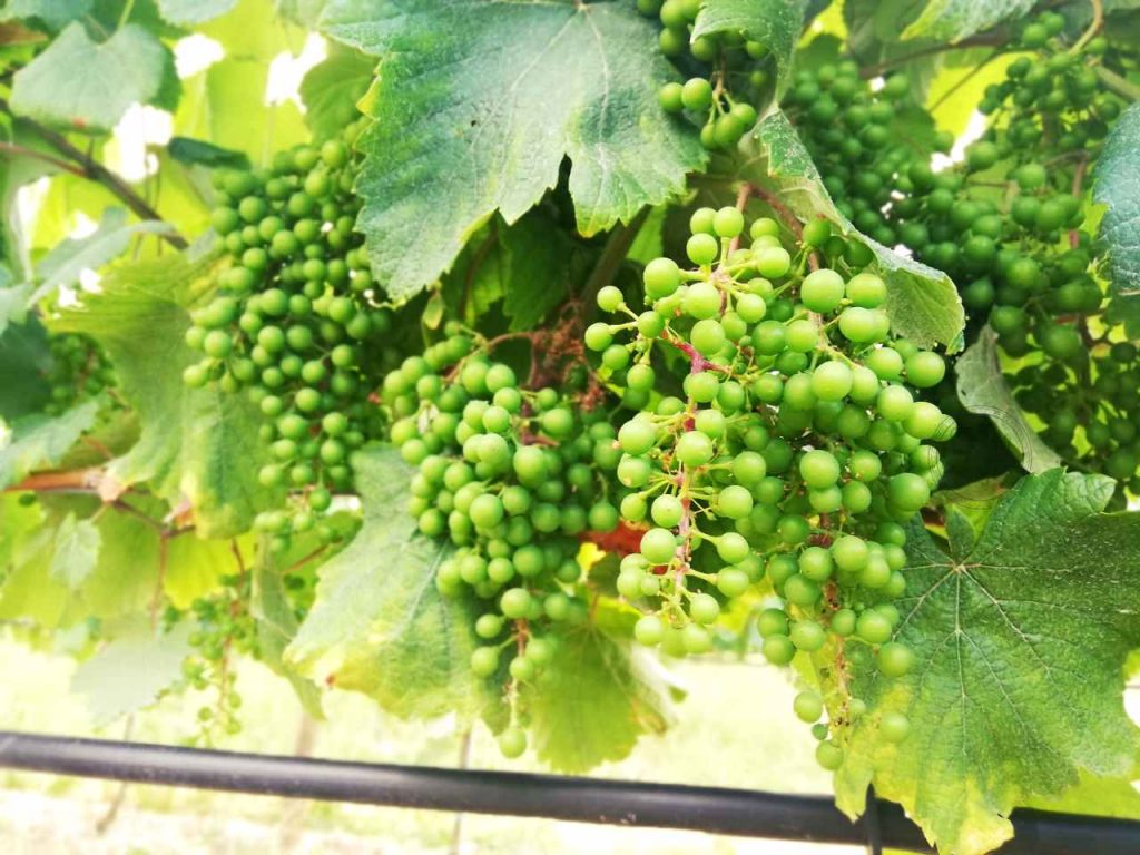 Zielone wino portugalskie - vinho verde - winogrona