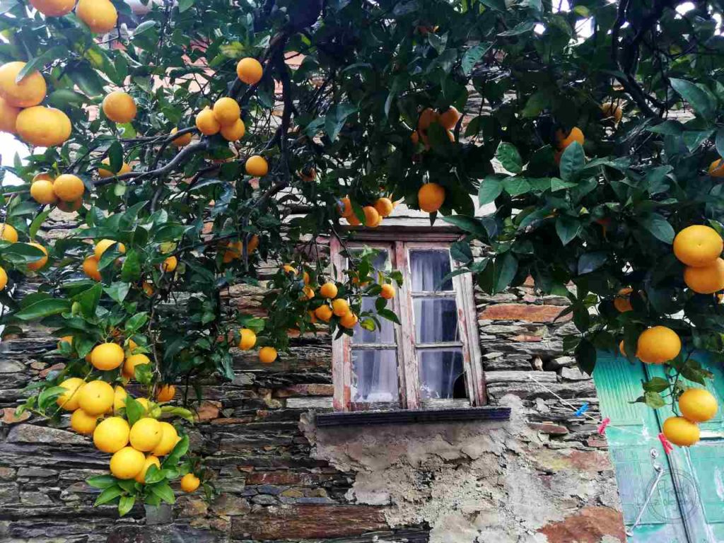 Cabeça - Portugalia - pomarańcze