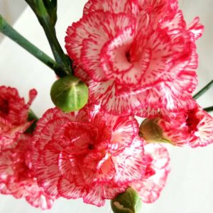 Goździk - kwiat rewolucji portugalskiej