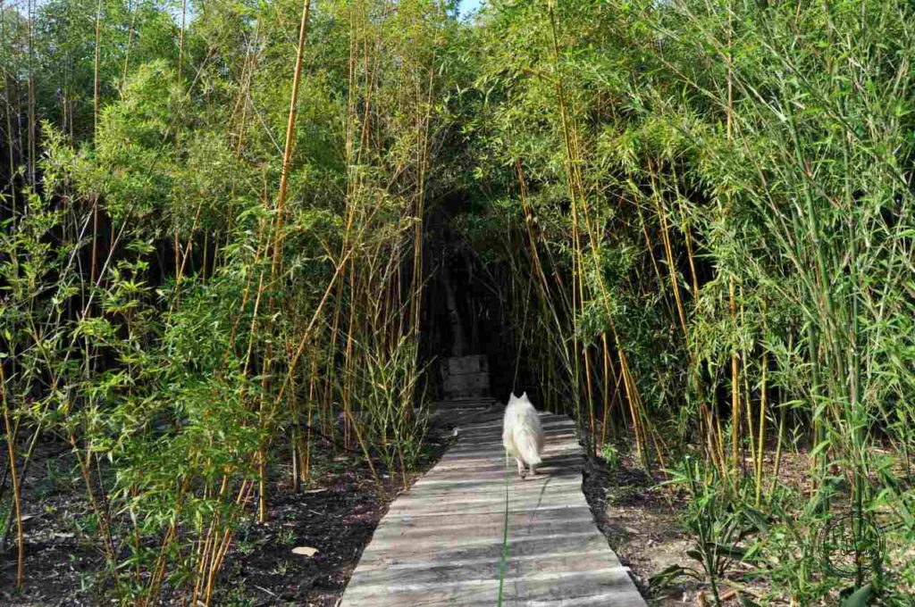 Portugalia - atrakcje dla dzieci - Buddha Eden - ogród bambusowy