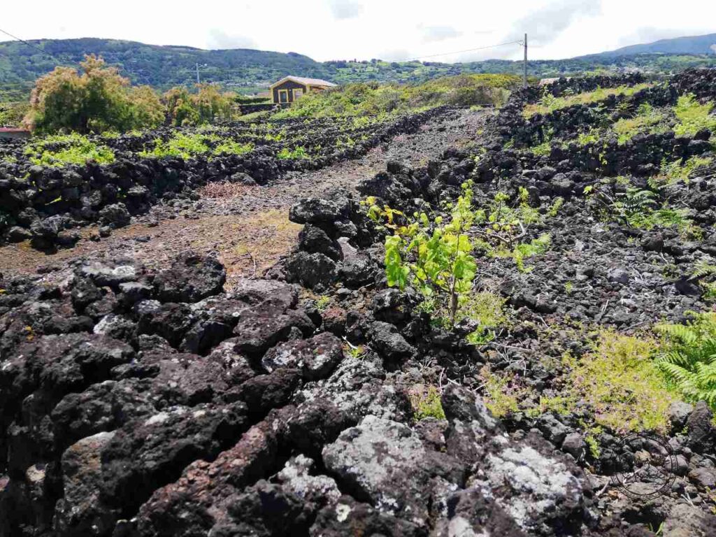 Czarne skały w Biscoitos - Terceira - Azory
