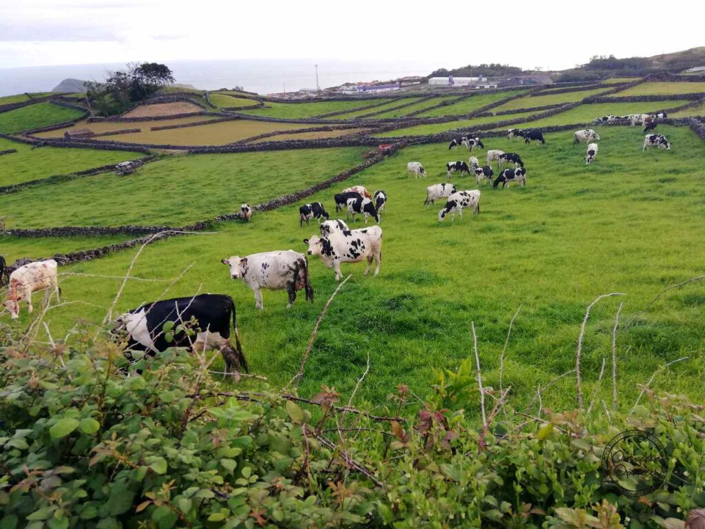 Krowy - Azory - Terceira