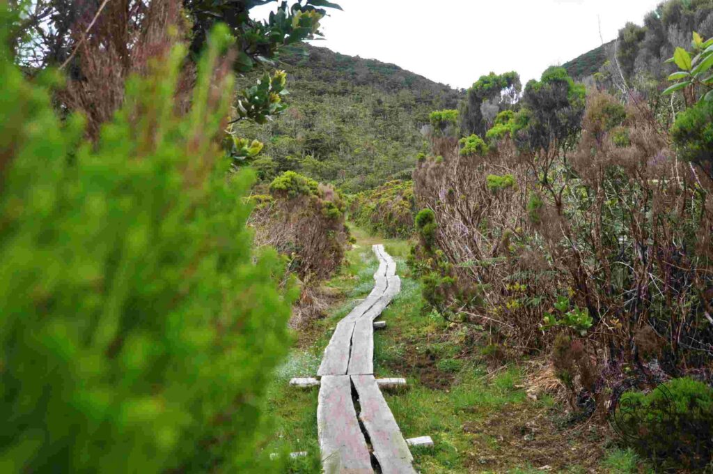 Trilho das Furnas - Terceira - Azory