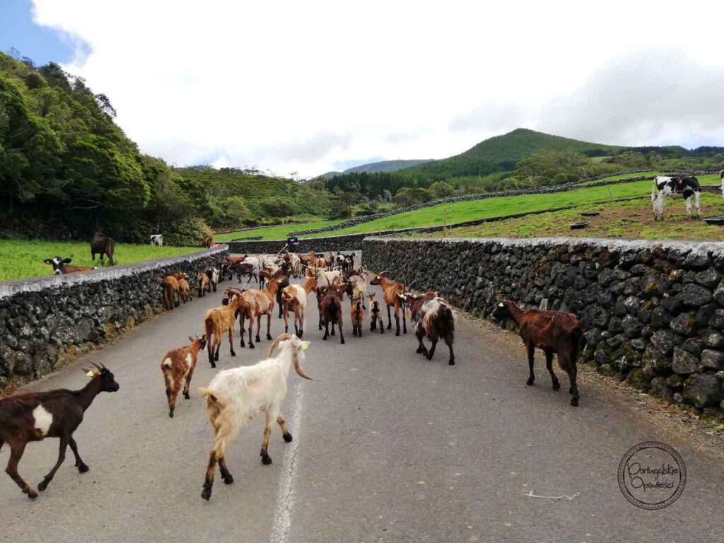 Wyspa Terceira na Azorach - kozy