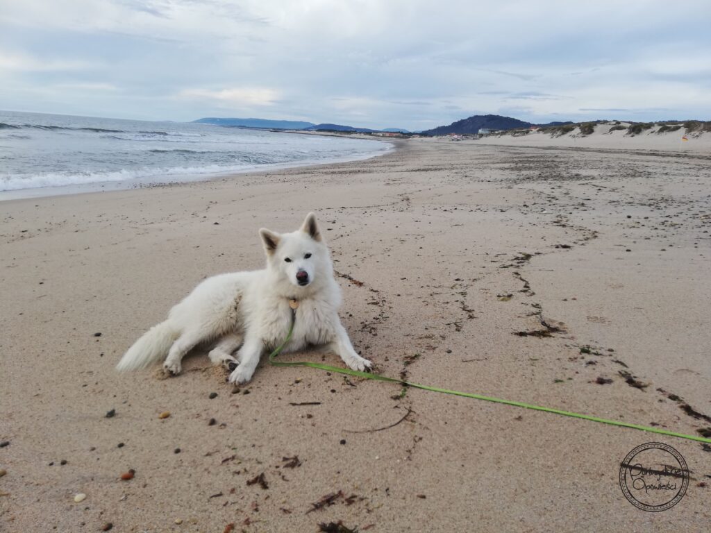 Portugalia z psem - plaża