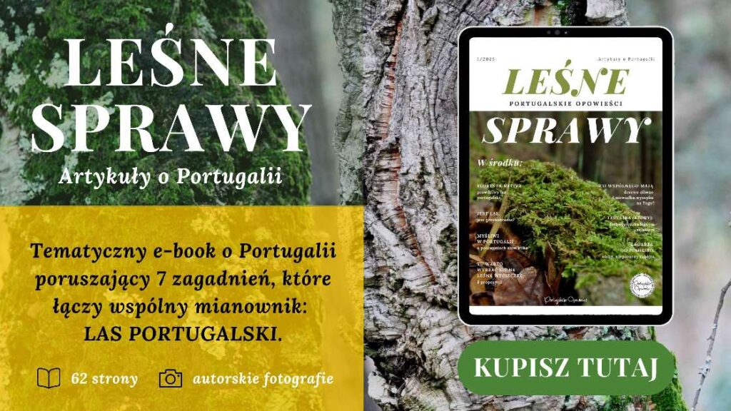 Lesne Sprawy - las portugalski - baner